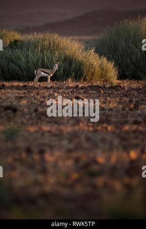 Un springbok en fin d'après-midi la lumière dans la région de Kunene en Namibie. Banque D'Images