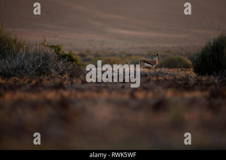 Un springbok en fin d'après-midi la lumière dans la région de Kunene en Namibie. Banque D'Images