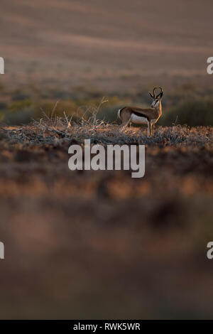 Un springbok en fin d'après-midi la lumière dans la région de Kunene en Namibie. Banque D'Images