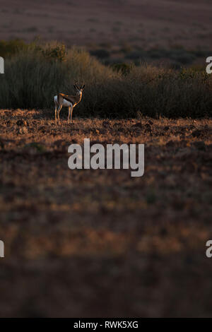 Un springbok en fin d'après-midi la lumière dans la région de Kunene en Namibie. Banque D'Images