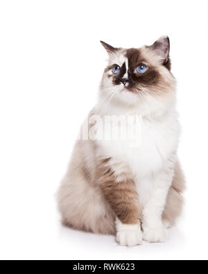 Chat Ragdoll aux cheveux longs assis isolated on White Banque D'Images
