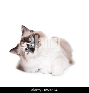 Ragdoll à poils longs chat couché isolated on White Banque D'Images