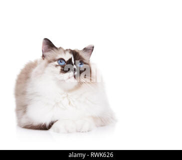 Ragdoll à poils longs chat couché isolated on White Banque D'Images