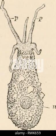 Texte-livre élémentaire de zoologie, texte élémentaire tr-livre de zoologie, tr. et éd. par Adam Sedgwick, avec l'aide de F. G. Heathcote elementarytextbo01clau Année : 1892-1893 FIG. 126. - Persica(après, Steii)- Banque D'Images