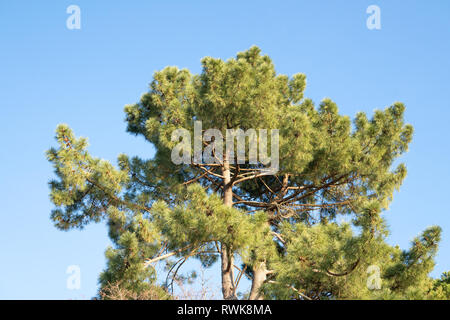 Pin. Pinus echinata Banque D'Images