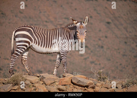 Corps plein d'un coup latéral zèbre de montagne du cap (Equus zebra zebra) Comité permanent sur l'éperon rocheux contre un arrière-plan flou mountain Banque D'Images