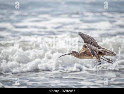 Courlis corlieu (Numenius phaeopus) vole le long de la plage, Refugio State Beach, Goleta, CA. Banque D'Images