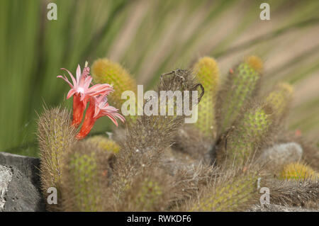 Floraison de cactus dans le jardin de la Mission Santa Barbara Santa Barbara, CA. Photographie numérique Banque D'Images