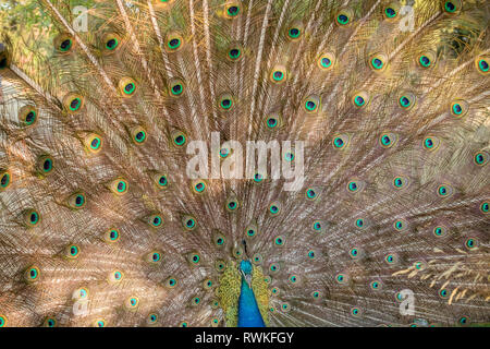 Close up portrait of a male peacock avec entièrement dépliée les plumes de son conte sur la nature background.Parc national, réserve, zoo. Banque D'Images