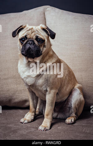 Portrait of pug chien assis sur le canapé Banque D'Images