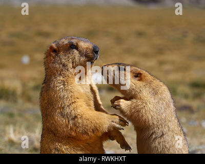 Deux marmottes communiquer les uns avec les autres, peu atteint la marmotte pour un gros bec et renifle. Banque D'Images