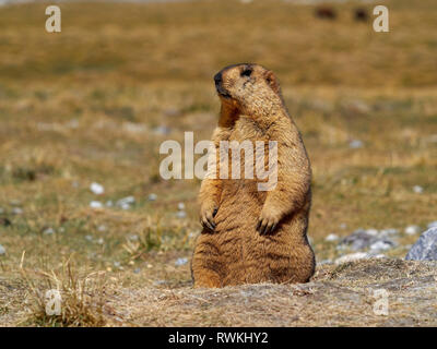 Une grande marmotte orange se dresse sur ses pattes arrière dans une clairière. Banque D'Images