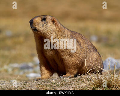 Grosse orange marmot est assis sur l'herbe jaune d'automne. Banque D'Images