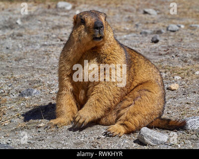 Grosse orange marmot se dresse au milieu de pierres grises. Banque D'Images