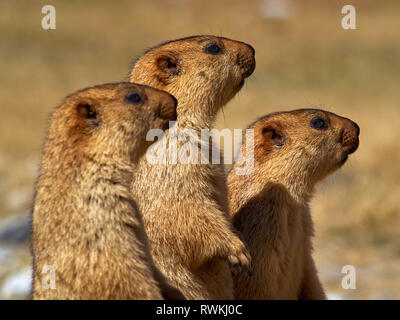 Trois marmottes dans la rangée stand orange dans une rangée de près. Banque D'Images