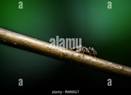 Peu de forêt brown Ant sur tree extreme macro photographie Banque D'Images