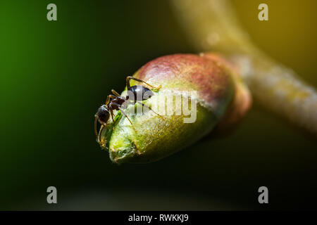 Peu de forêt brown Ant sur green bud extreme macro photographie Banque D'Images