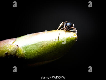 Peu de forêt brown Ant sur green bud extreme macro photographie Banque D'Images