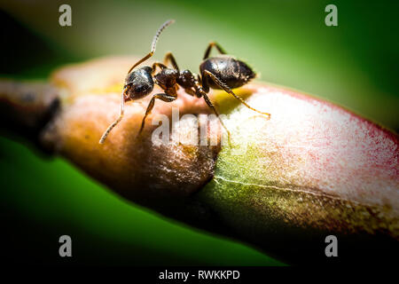 Peu de forêt brown Ant sur green bud extreme macro photographie Banque D'Images