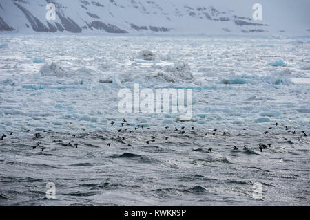 L'Bruennich guillemots (Uria lomvia) volant près de la côte, Alkefjellet, Spitsbergen, Svalbard, Norvège. Banque D'Images