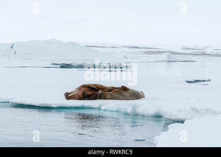 Morse (Odobenus rosmarus) lying on iceberg, Vibebukta, Austfonna, Nordaustlandet, Svalbard, Norvège Banque D'Images