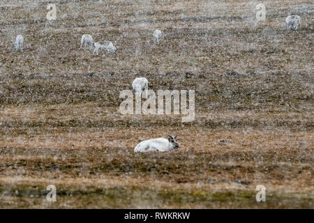 Rennes de Svalbard, le pâturage pendant la toundra de neige. Varsolbukta Bellsund, bay, Van Mijenfjorden, Spitsbergen, Svalbard, Norvège Banque D'Images