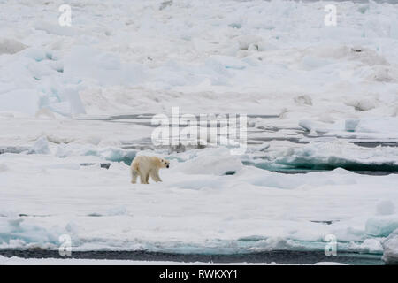 L'ours polaire (Ursus maritimus) sur la banquise, Murchinson Bay, Murchisonfjorden, Nordaustlandet, Svalbard, Norvège Banque D'Images