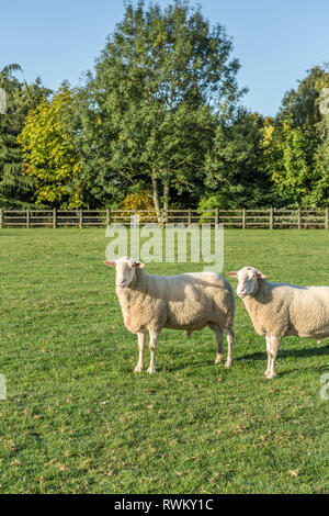 Deux moutons debout ensemble dans un champ agricole vert Banque D'Images
