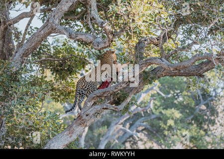 Grand homme leopard sur un impala tuer dans un arbre Marula dans la Timbavati Game Reserve, Afrique du Sud Banque D'Images