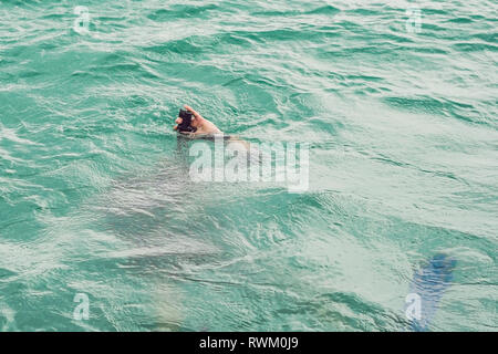 Plongeurs à la surface de l'eau prêt à plonger Banque D'Images