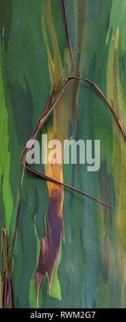 Des bandes d'écorce d'Eucalyptus Arc-en-ciel de déroulage Banque D'Images