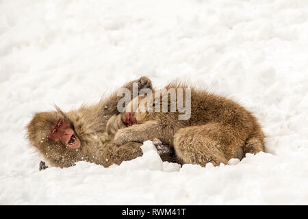 Macaque japonais, aussi connu comme la neige, des singes (Macaca fuscata) jouer dans la neige ; Jigokudani, Yamanouchi, Nagano, Japon Banque D'Images