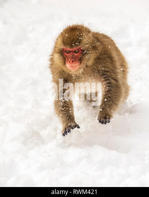 Macaque japonais, aussi connu comme la neige, singe (Macaca fuscata) jouer dans la neige ; Jigokudani, Yamanouchi, Nagano, Japon Banque D'Images