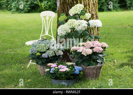 La botanique, l'arrangement d'hydrangea, attention ! Pour Greetingcard-Use Postcard-Use / dans la partie germanophone du pays, certaines restrictions peuvent s'appliquer Banque D'Images