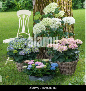 La botanique, l'arrangement d'hydrangea, attention ! Pour Greetingcard-Use Postcard-Use / dans la partie germanophone du pays, certaines restrictions peuvent s'appliquer Banque D'Images