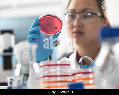 L'examen scientifique des cultures microbiologiques dans les boîtes de Petri in laboratory Banque D'Images