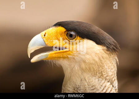 Southen Caracara plancus Caracara (Brésil) ; Banque D'Images