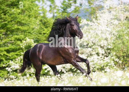 Lusitano. Jeune étalon noir galopant sur un pâturage au printemps. La Suisse Banque D'Images