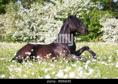 Lusitano. Jeune étalon noir couché sur un pâturage au printemps, en commençant à se lever. La Suisse Banque D'Images