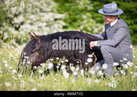 Lusitano. Jeune étalon noir couché sur un pâturage au printemps, avec son cavalier Sandro Huerzeler. La Suisse Banque D'Images