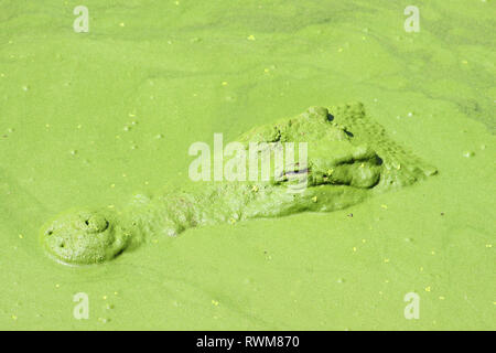 L'étang de l'eau en crocodile Banque D'Images