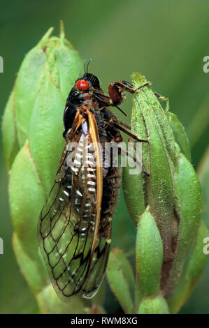 De 17 ans Adultes (cicada Pristimantis sp.) reposant sur le rhododendron après l'émergence de cas de nymphes. Banque D'Images