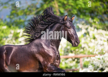 Lusitano. Jeune étalon noir galopant sur un pâturage au printemps. La Suisse Banque D'Images