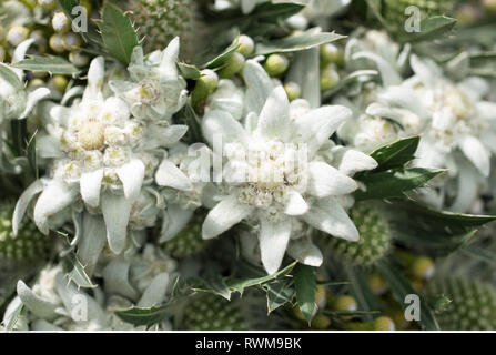 La botanique, couverture cartonnée ronde bouquet avec edelweiss, attention ! Pour Greetingcard-Use Postcard-Use / dans la partie germanophone du pays, certaines restrictions peuvent s'appliquer Banque D'Images