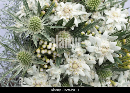 La botanique, couverture cartonnée ronde bouquet avec edelweiss, attention ! Pour Greetingcard-Use Postcard-Use / dans la partie germanophone du pays, certaines restrictions peuvent s'appliquer Banque D'Images