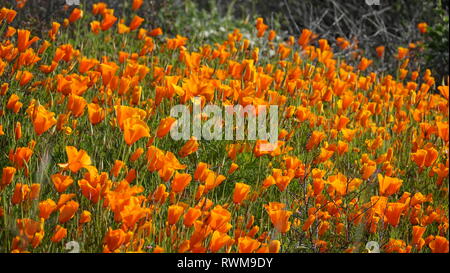 Un champ de coquelicots orange vif au cours de la Californie super bloom. Banque D'Images