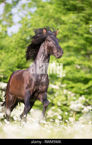 Lusitano. Jeune étalon noir galopant sur un pâturage au printemps. La Suisse Banque D'Images