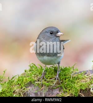 Un Junco ardoisé, ( de couleur ardoise) Junco hyemalis, perché sur un journal moussue en Saskatchewan, Canada Banque D'Images