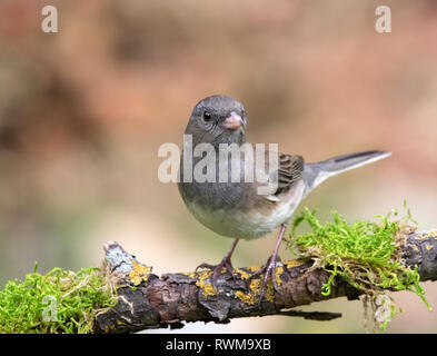 Un Junco ardoisé, ( de couleur ardoise) Junco hyemalis, perché sur un journal moussue en Saskatchewan, Canada Banque D'Images