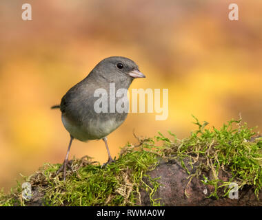 Un Junco ardoisé, ( de couleur ardoise) Junco hyemalis, perché sur un journal moussue en Saskatchewan, Canada Banque D'Images